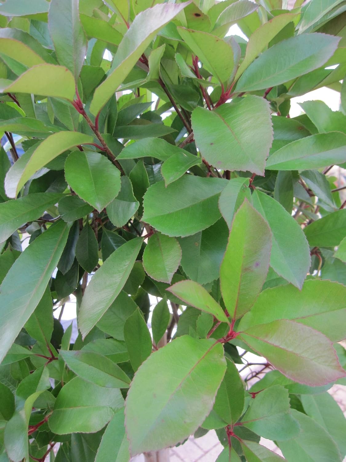 Photinia fraseri Little Red Robin - Glanzmispel Little Red Robin - Hochstamm 80