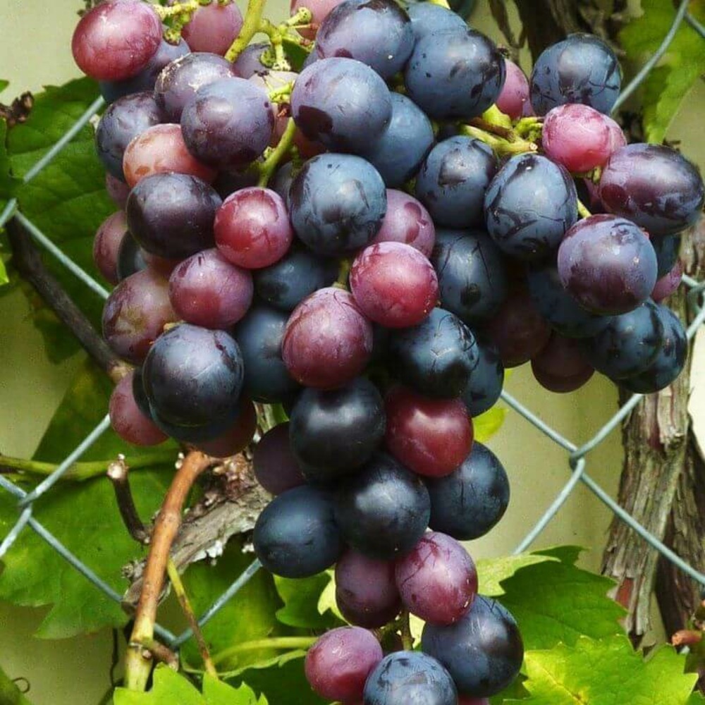 Collection 3 vignes - conteneur 3l - taille 30/60cm