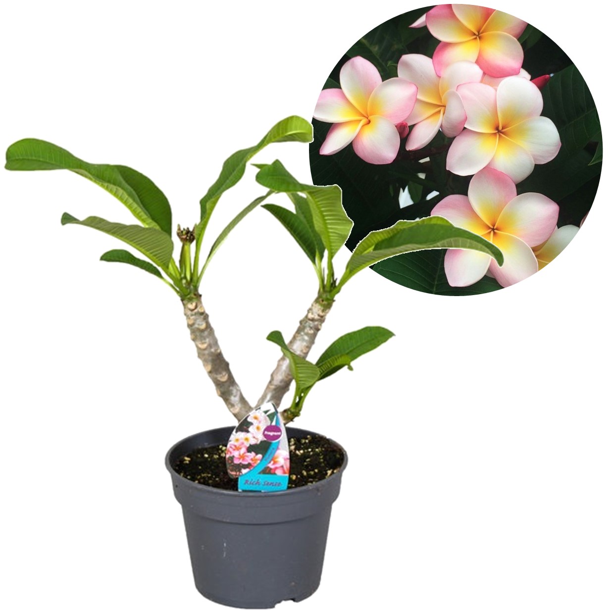 Plumeria frangipani hawaii - pot 17cm - hauteur 45-55cm