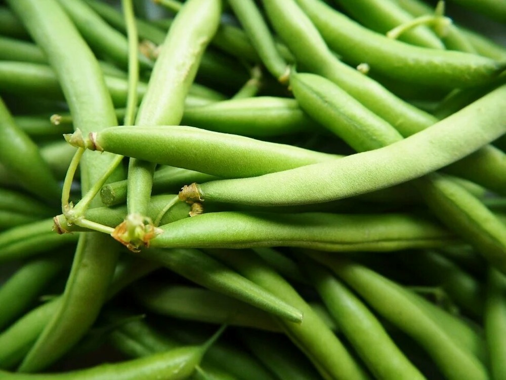 Sachet de graines de haricots nain mangetout prélude - sachet de 200 grammes - petite entreprise française - made in france