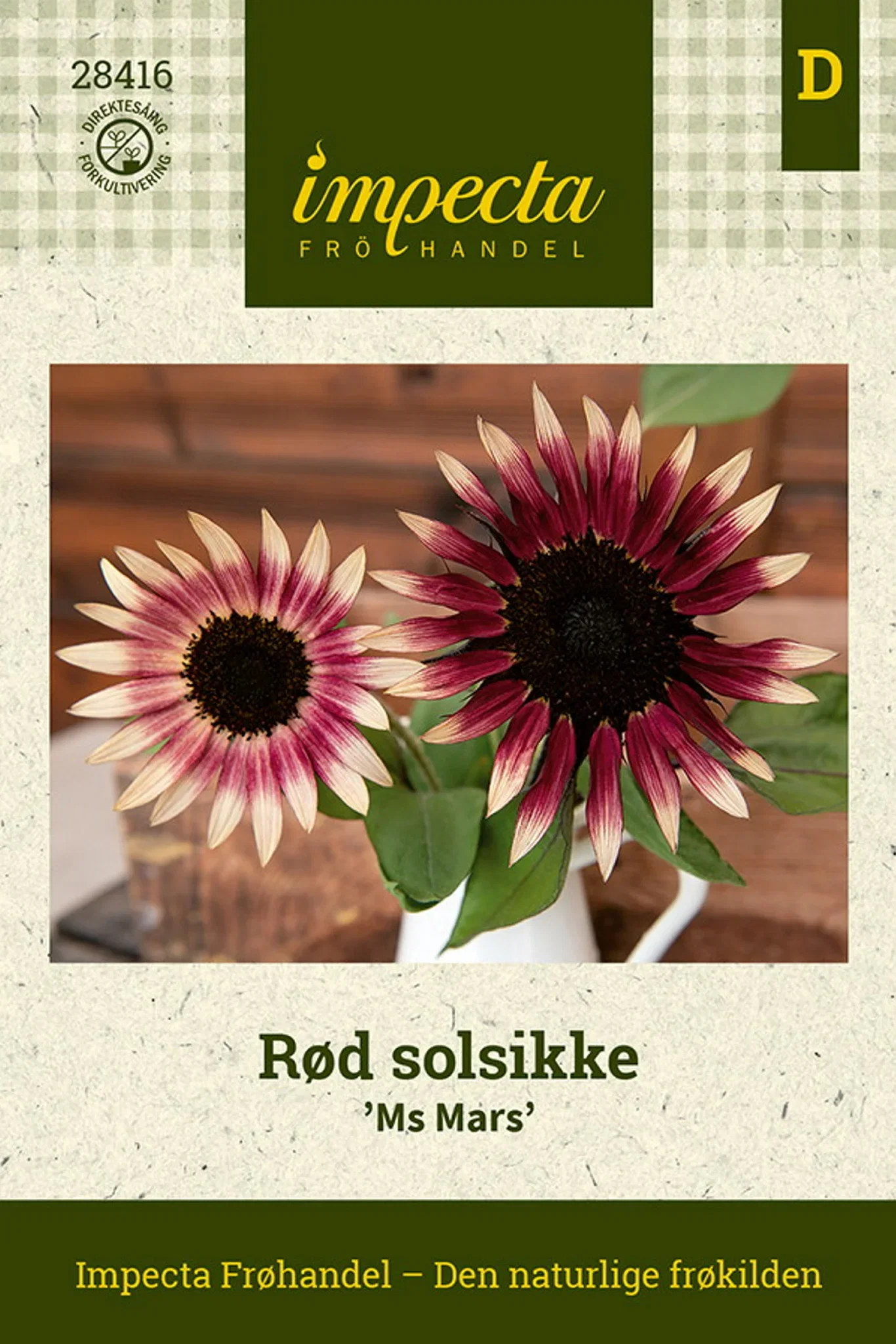 Helianthus annuus 'Ms Mars' Rød solsikke 'Ms Mars'