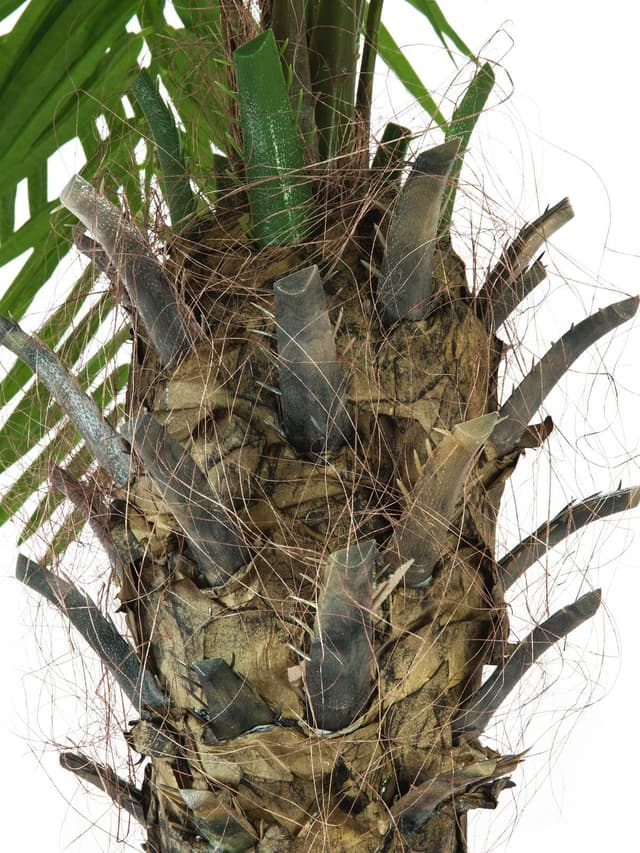 Kunstig phoenix palmetræ luxor 150 cm.
