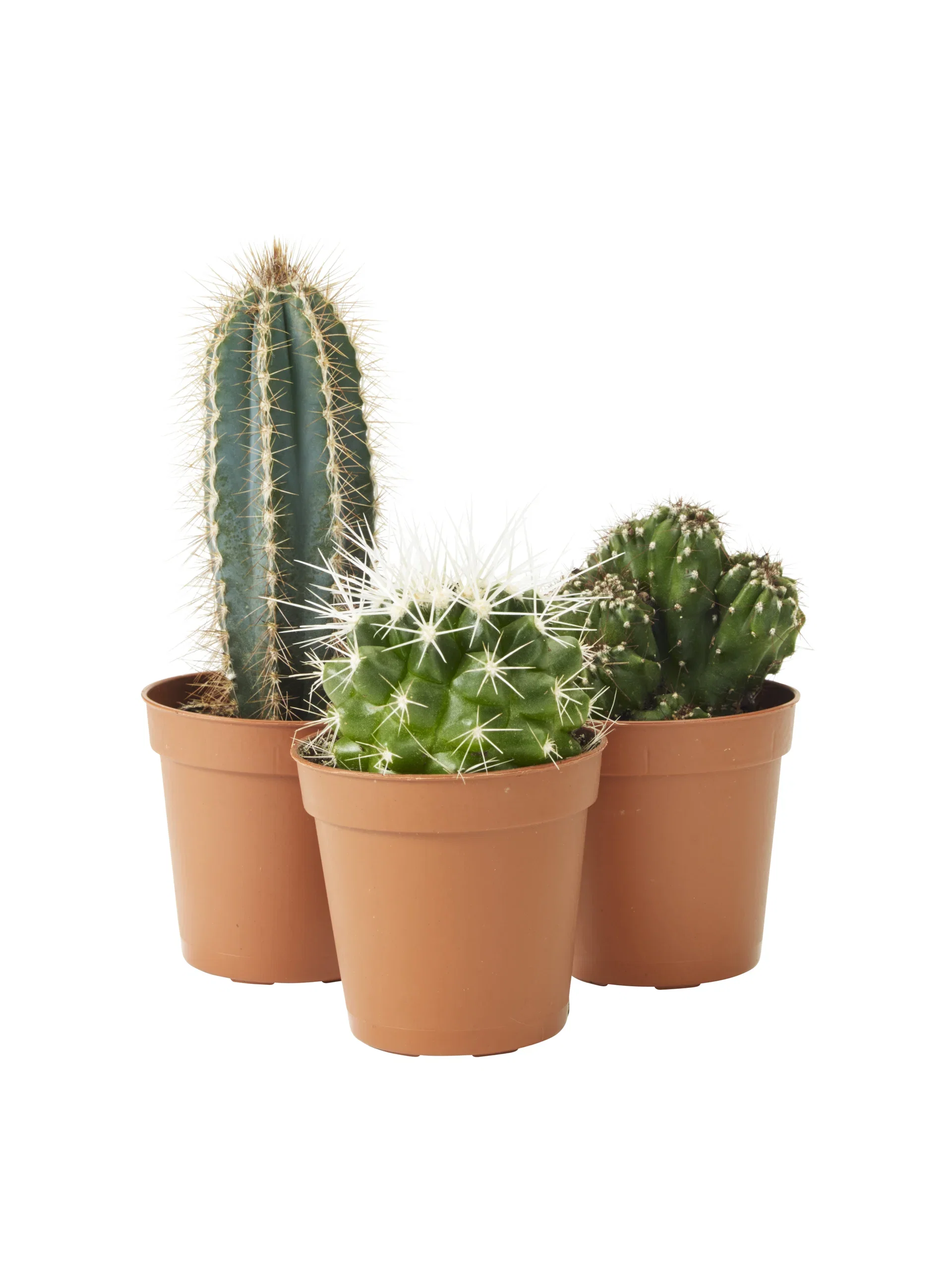 Cactus Kaktus miks Høyde 7 cm