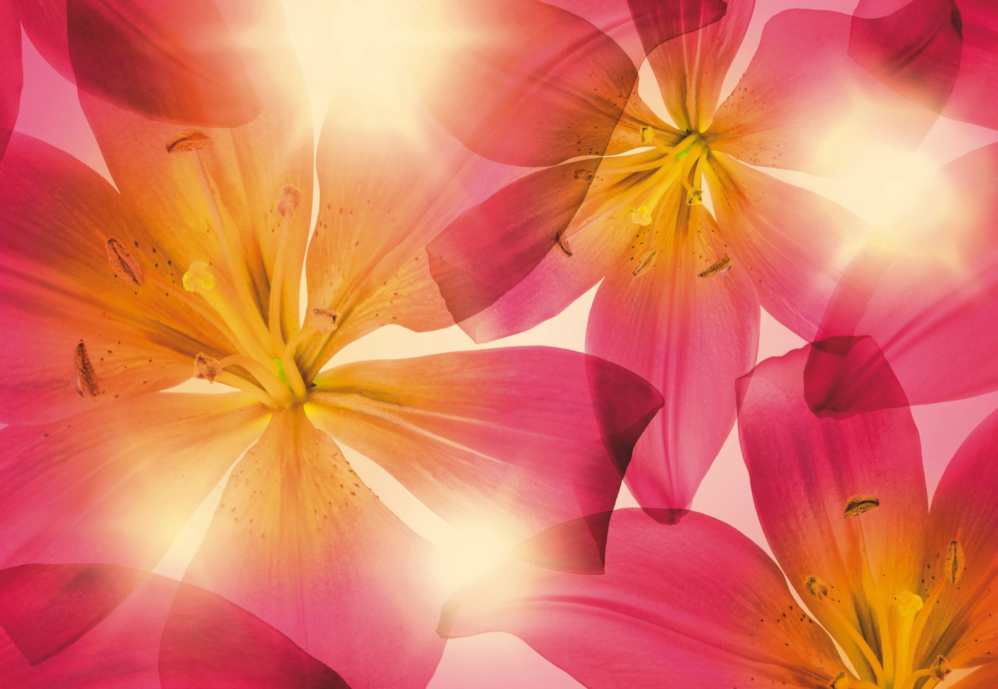 Komar Fototapete »Summer Sun - Grösse 368 x 254 cm« bedruckt glatt Wohnzimmer, Schlafzimmer