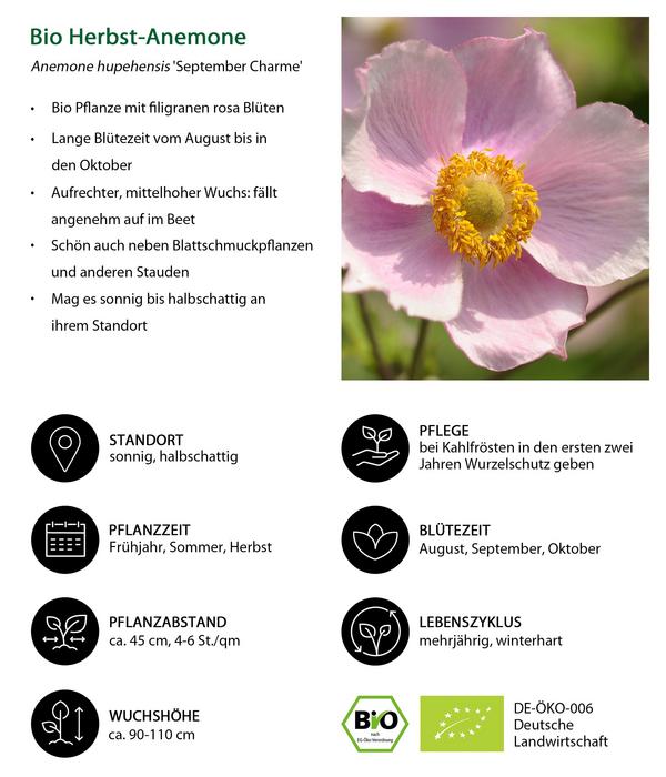 Bio Anemone hupehensis 'September Charme'