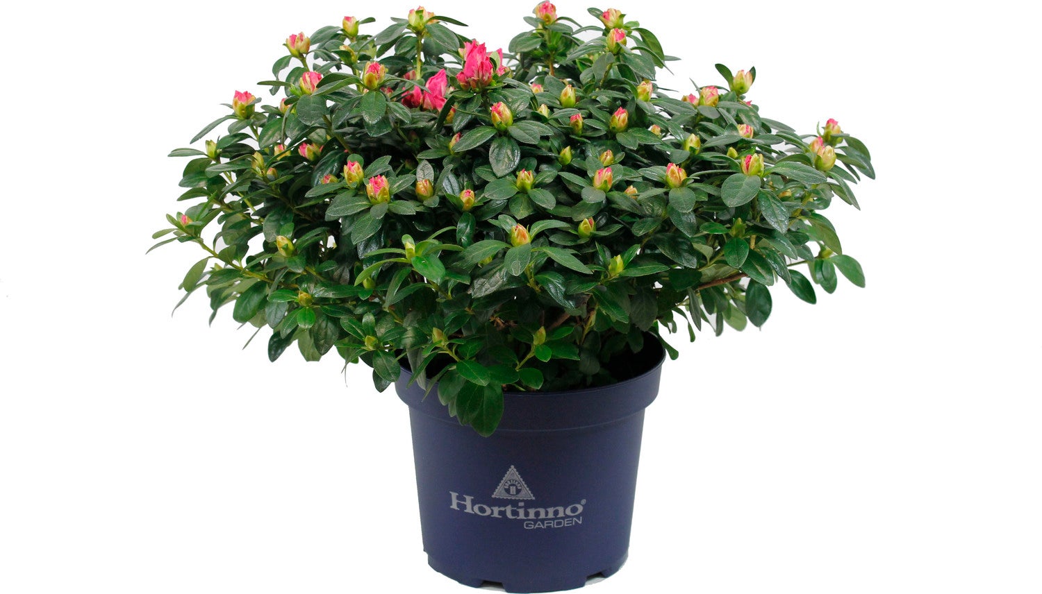 Japanse Azalea (Rhododendron japonica 'Evergreen') roze D 19 H 40 cm