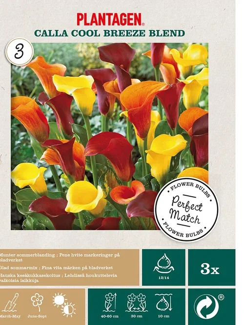 Plantagen Calla miks ‘Cool Breeze’ 3 pk