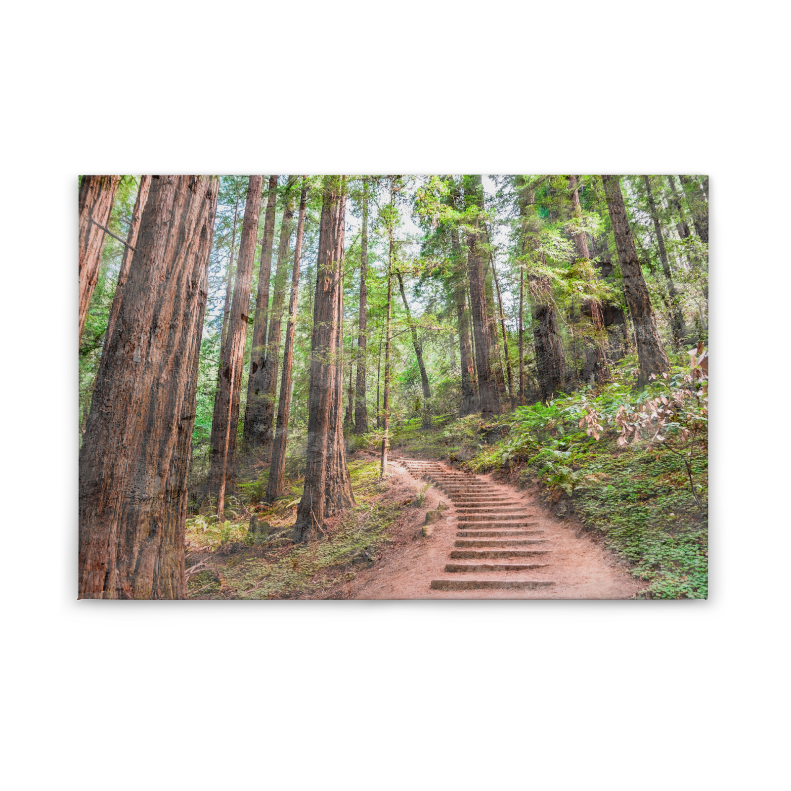 Leinwandbild WALDWEG - grün - 90x60 cm