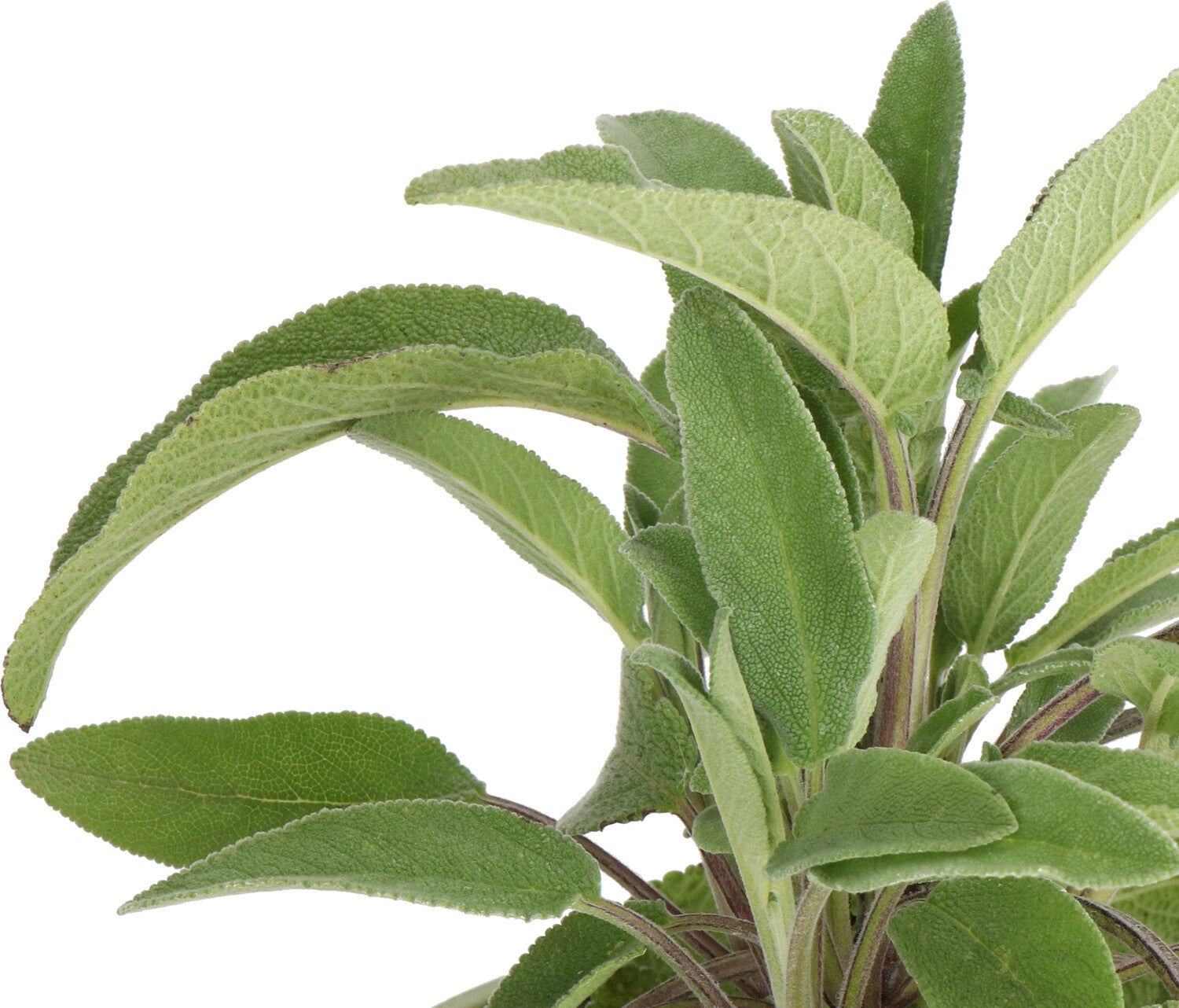 Biologische Salie (Salvia officinalis) D 14 H 10 cm