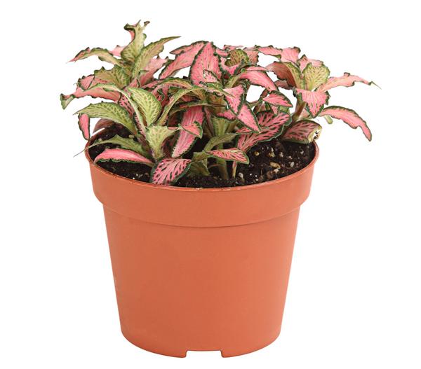 Mosaikpflanze - Fittonia verschaffeltii,
