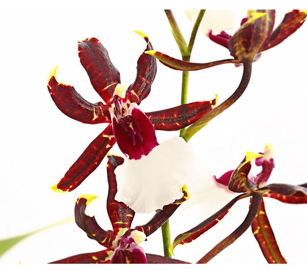 Odontonia-Orchidee - Odontonia hybriden