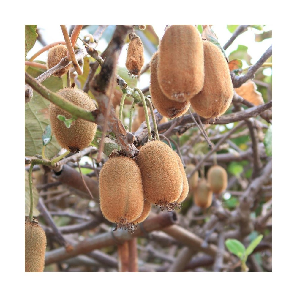 Kiwi chinensis bruno (femelle)/actinidia chinensis bruno (femelle)[-]pot de 3l - 60/120 cm