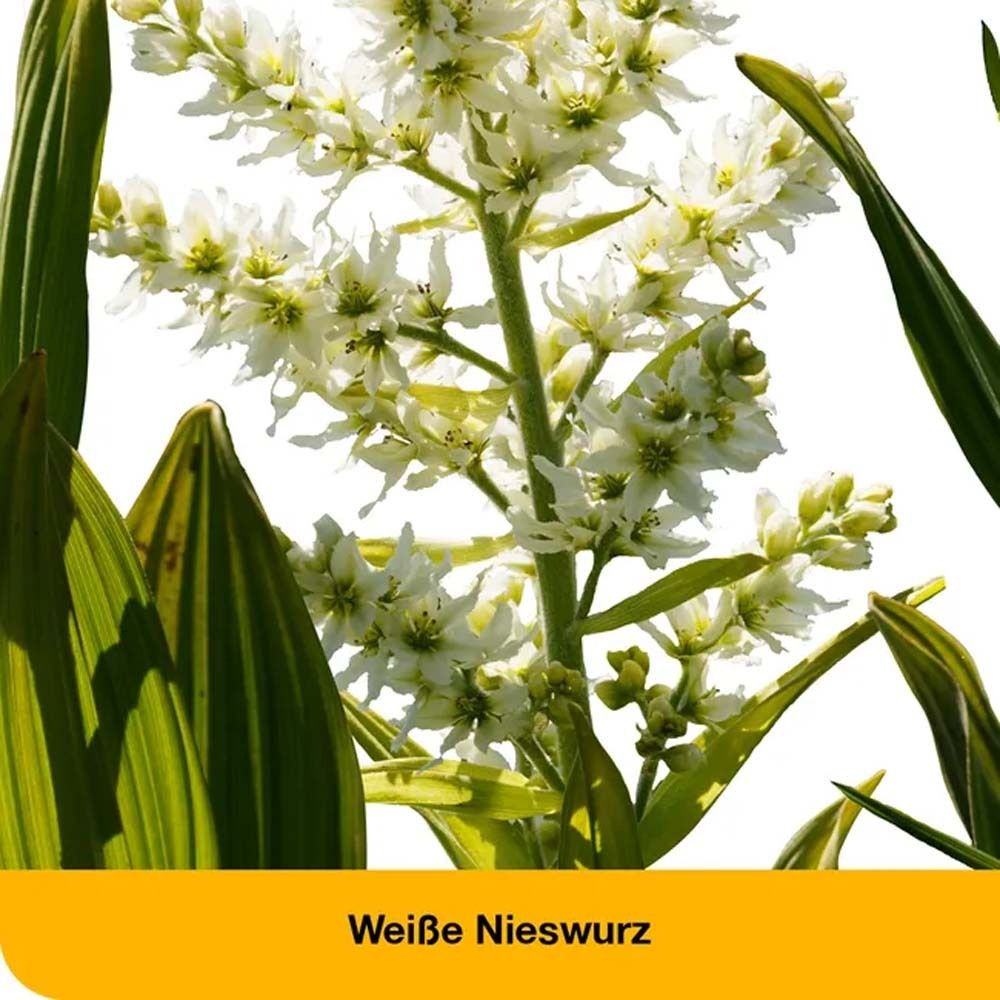 dystoLoges® Tropfen