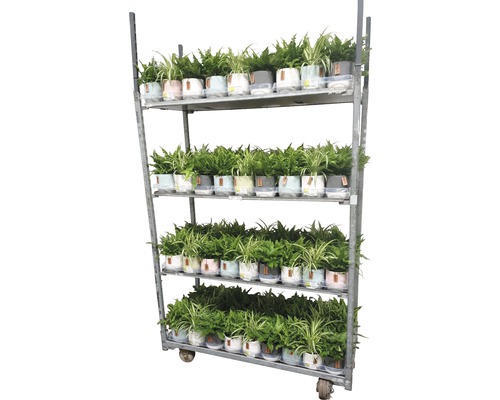 Nature Mix FloraSelf pot Ø 12 cm, diverse soorten, inclusief keramische plantenbak