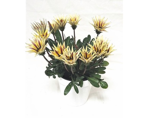 Halfheester Gazania, Midday Gold FloraSelf Gazania splendens Ø 14 cm pot
