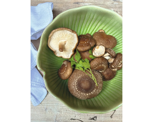 Paddenstoelen kweekset, mijn oogst, Shiitake deuvels met 20 deuvels voor het kweken op boomstammen, oogst tot 3 jaar, Pasania paddenstoel