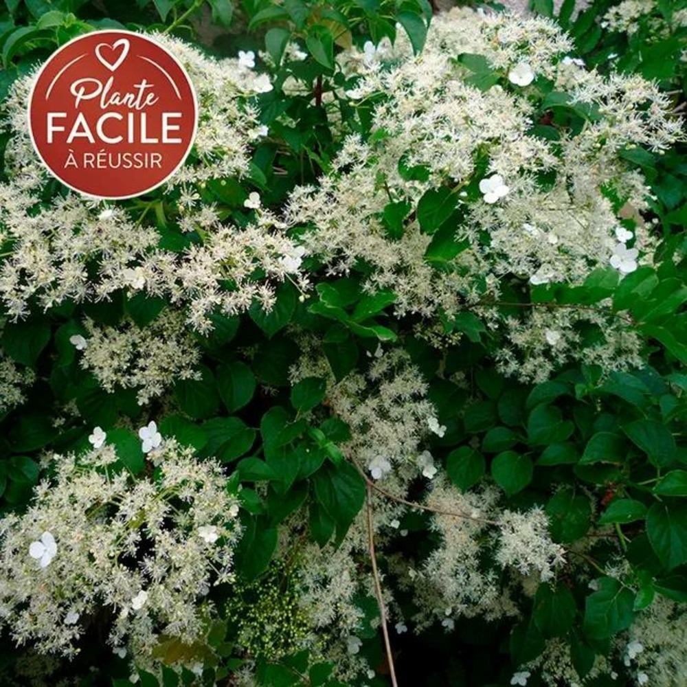 Hortensia grimpant petiolaris - hydrangea anomala 3l