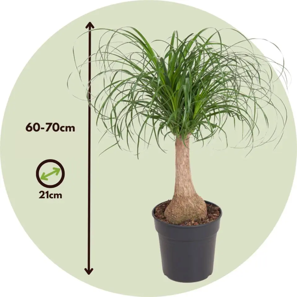 Olifantspoot - Beaucarnea 'recurvata' - Hoogte 60-70cm - ⌀21cm