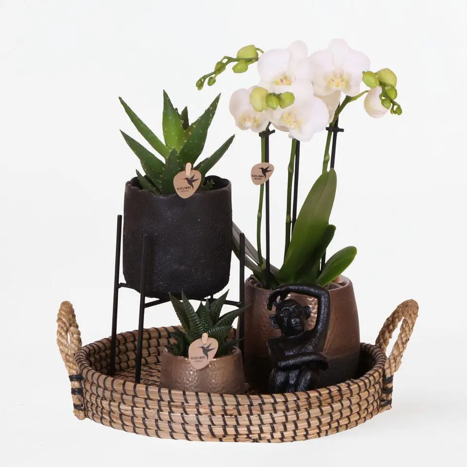 Cadeauset orchidee 'Copper XL' - Phalaenopsis - Hoogte 35cm