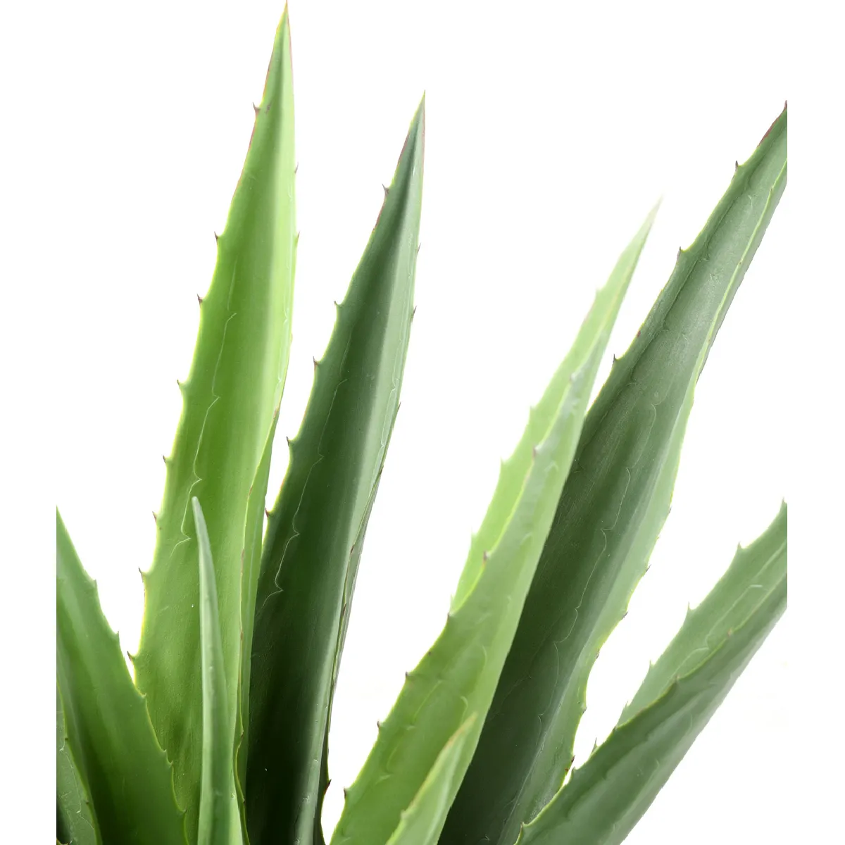Agave Furcraea Pegane