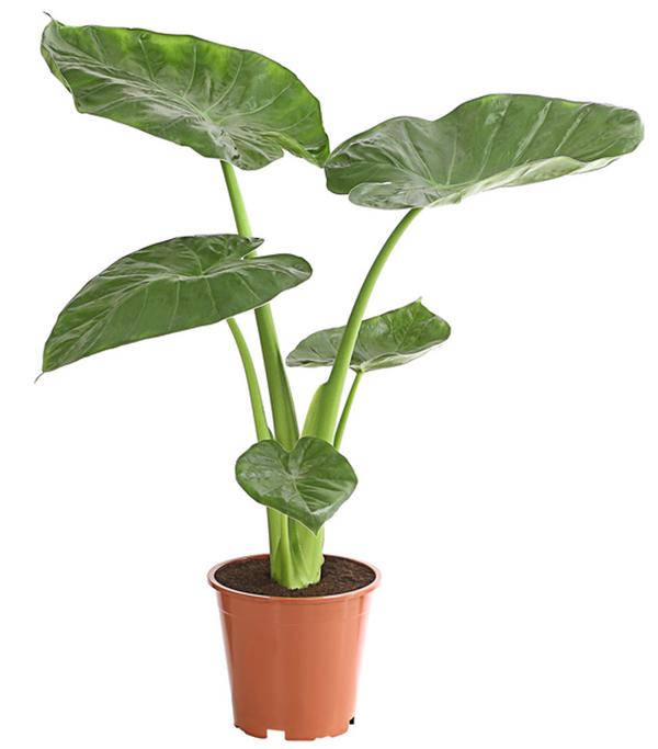 Pfeilblatt - Alocasia cucullata