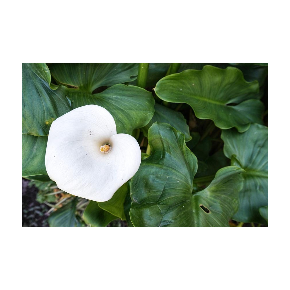 Terreau bio pour plantes aquatiques 20l (lot de 2)