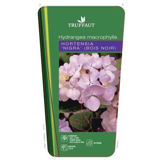 Hydrangea nigra, ctr 3 L