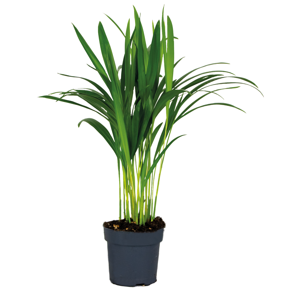Dypsis lutescens - palmier dorés - plante d'intérieur - peu d'entretien – ⌀12 cm - ↕30-35 cm
