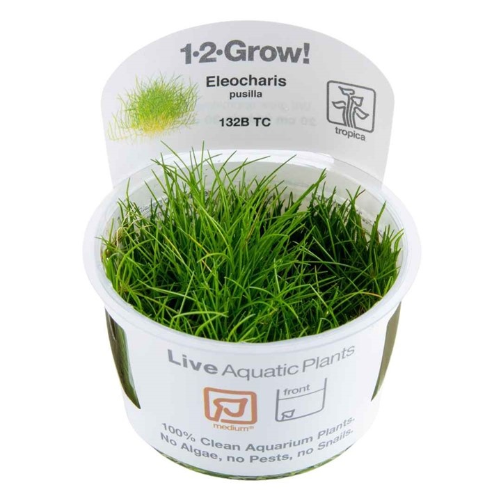 Waterplant Eleocharis Pusilla Mini