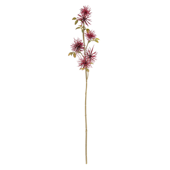 Hamamelis - ca. 51 cm - weinrot