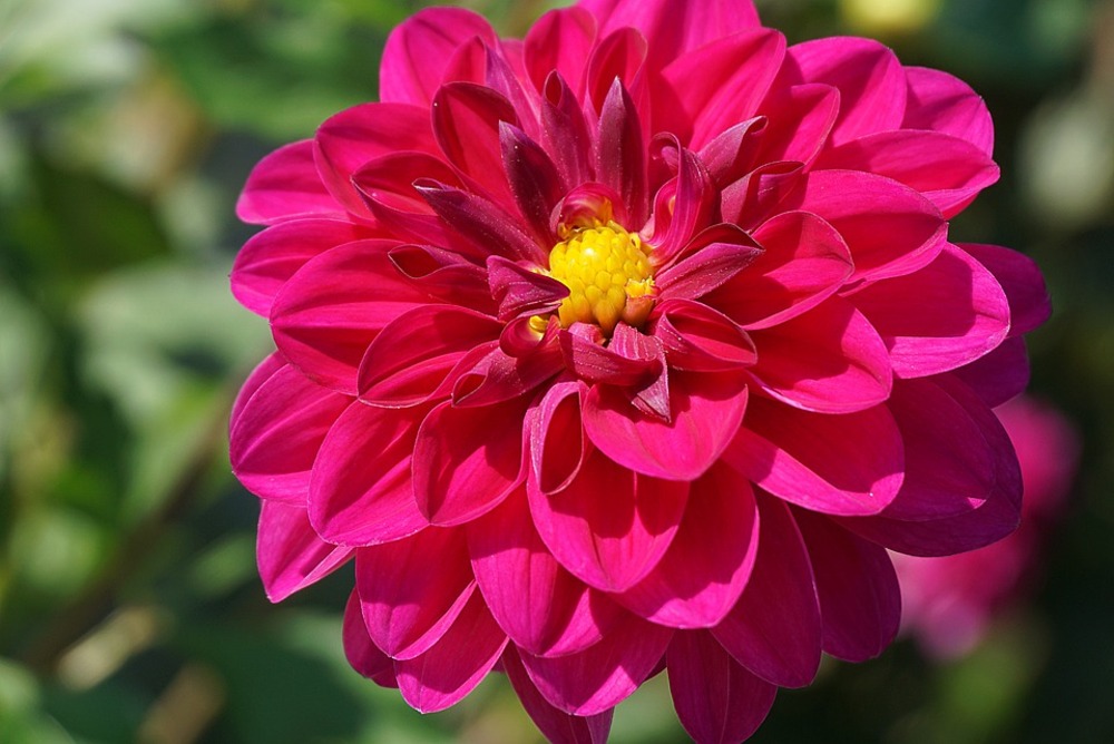Sachet de graines de dahlia unwin 1/2 nain varié - sachet de 1,5 grammes - petite entreprise française - made in france