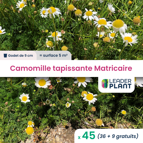 45 x camomille tapissante - matricaire gazonnante en godet