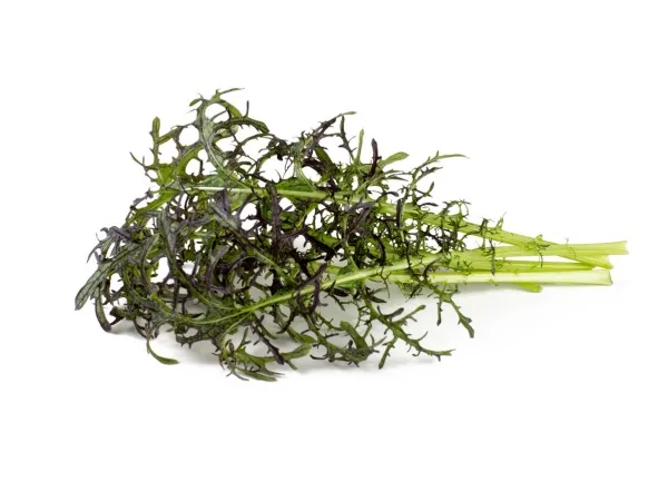 Click & Grow SGR77x3, Spiselig plante, Leaf mustard (Red Frill), Startsæt, 7 - 14 dage, 18 - 24 °C, 3 stk