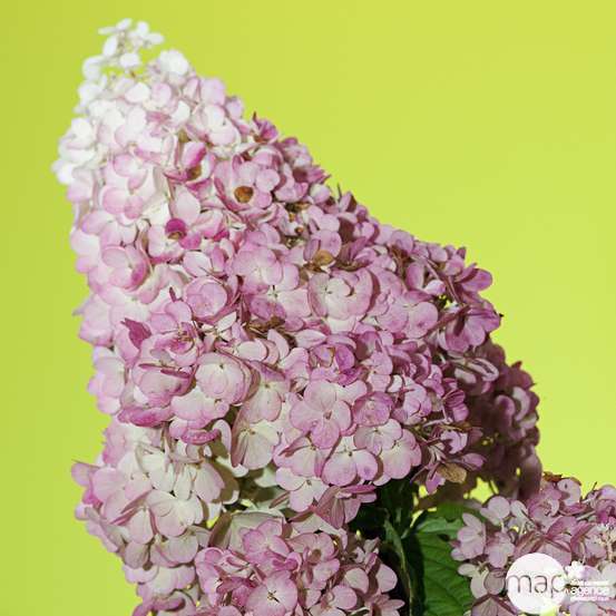 Hydrangea paniculata ' Sunday Fraise ' ® : C10L