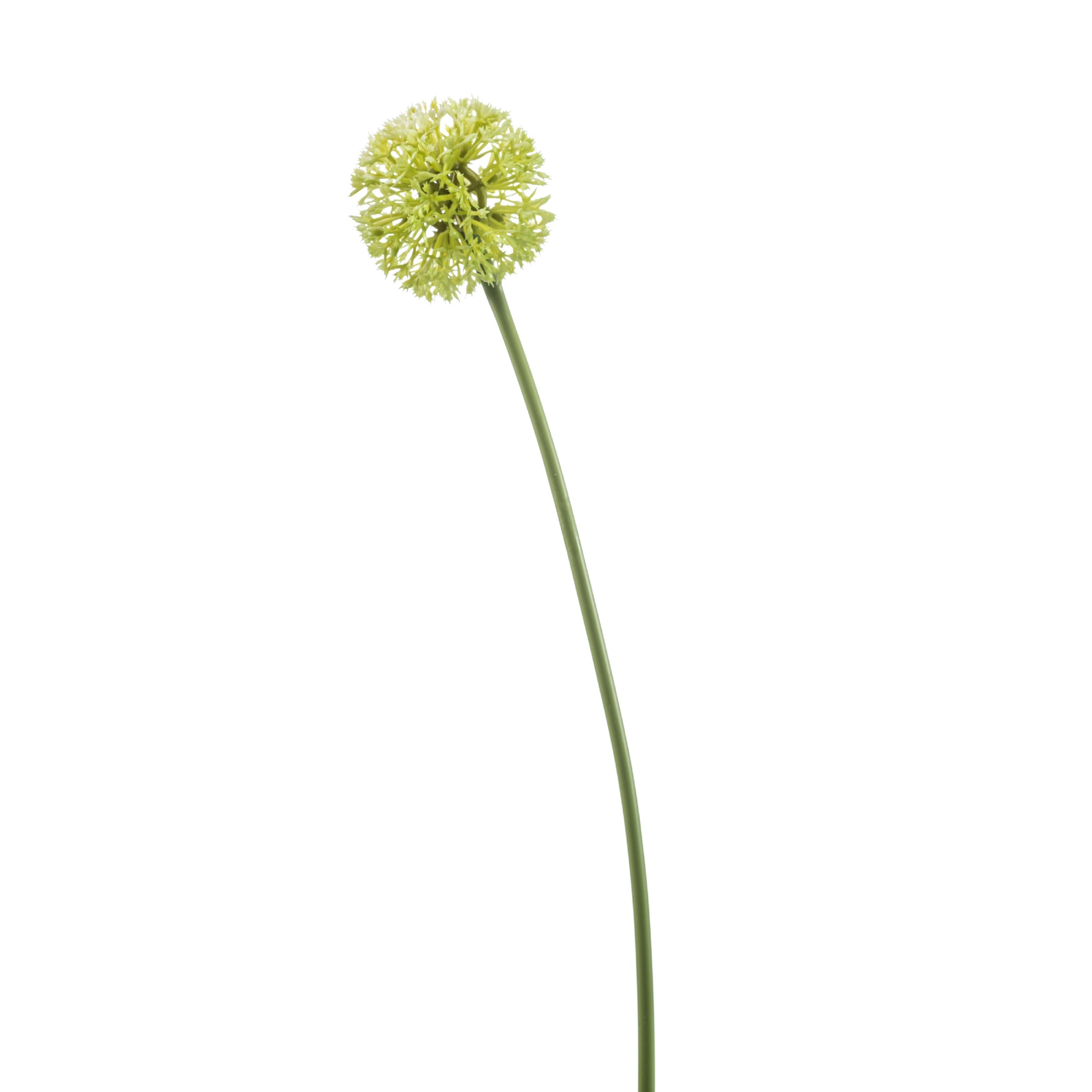 Fleurdirect Kunstbloem Allium Groen -  - 0x60x0cm (BxHxD)