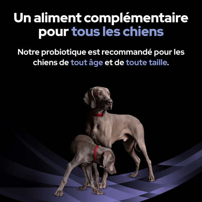 Fortiflora Chien Purina Veterinary Diet