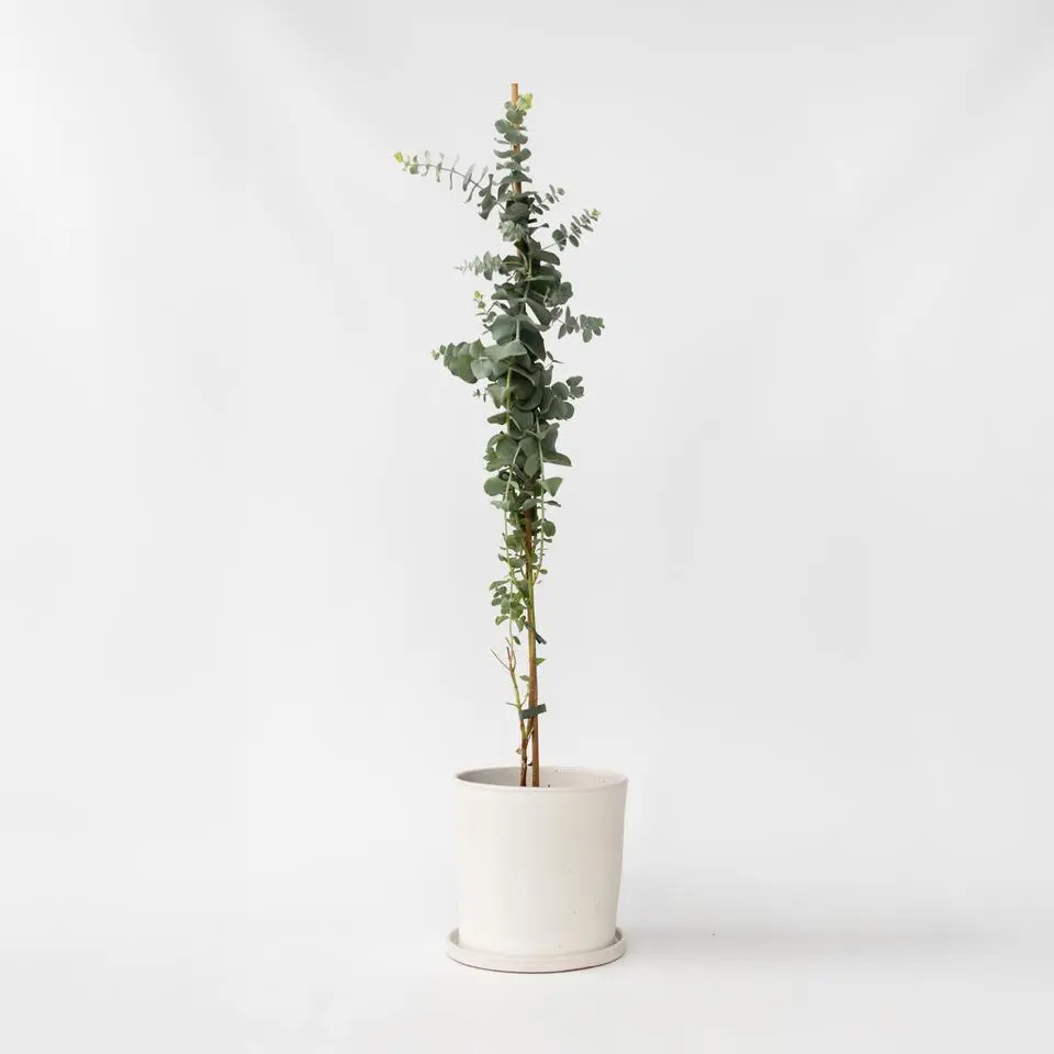 Zilvereucalyptus - Eucalyptus cinerea 'Silver Dollar' - Hoogte 90-110cm - ⌀19cm