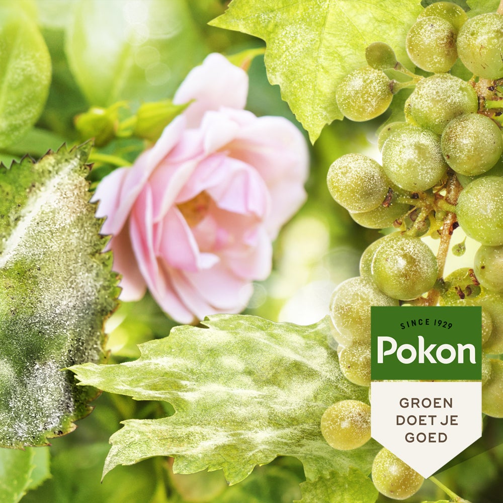 Pokon Tegen Schimmels 3 stuks