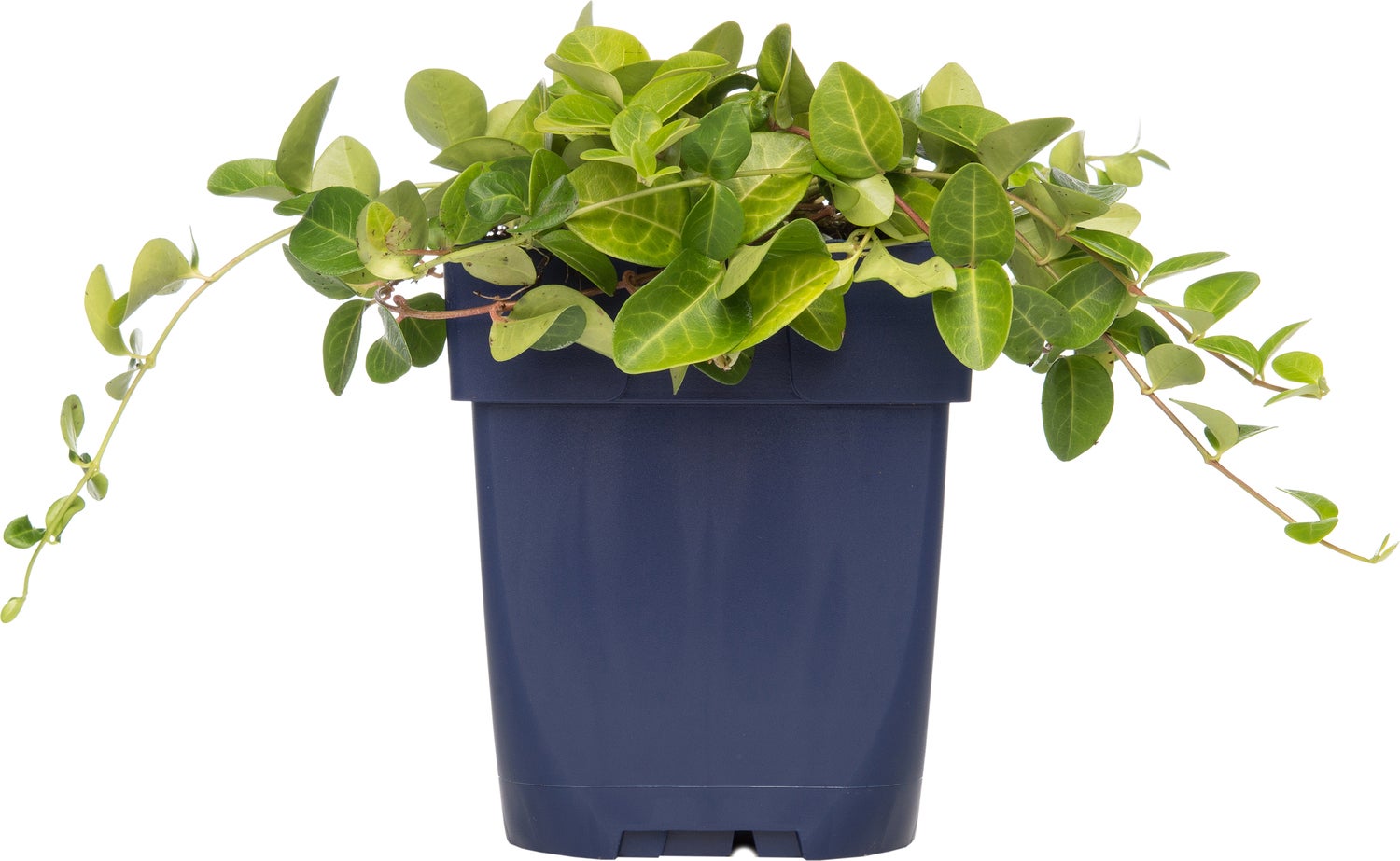 Kleine Maagdenpalm (Vinca minor) D 11 H 10 cm