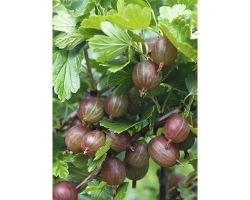 Biologische Rode Kruisbes Hoogstamboom FloraSelf Organic Ribes uva-crispa 'Hinnonmäki red' Hoogte ca. 140 cm Co 5 L