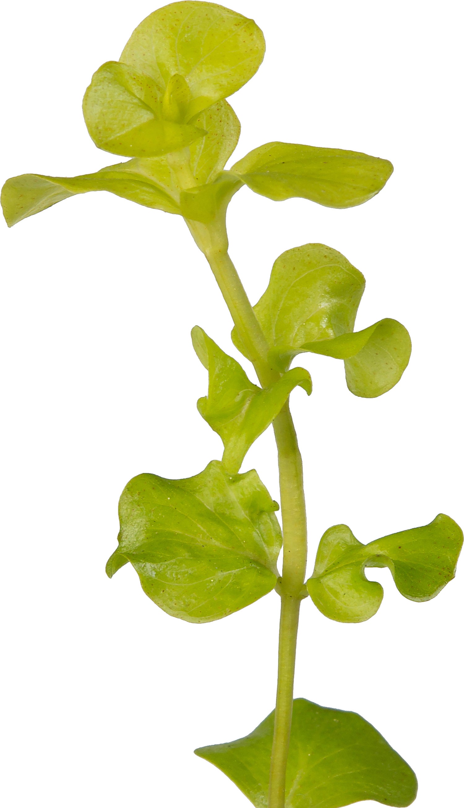Penningkruid (Lysimachia nummularia 'Aurea') D 9 H 20 cm