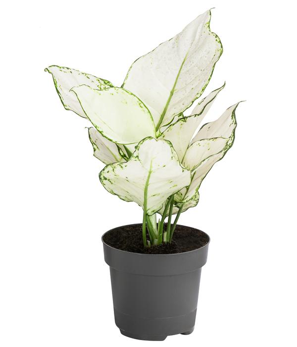 Kolbenfaden - Aglaonema 'White Joy'