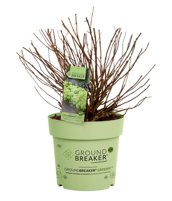 Bodendecker-Rispen-Hortensie Groundbreaker®