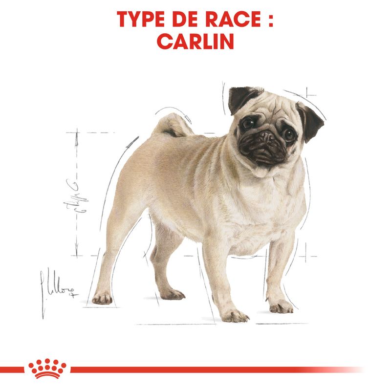 Royal Canin Carlin Adult à prix discount sur bitiba.fr