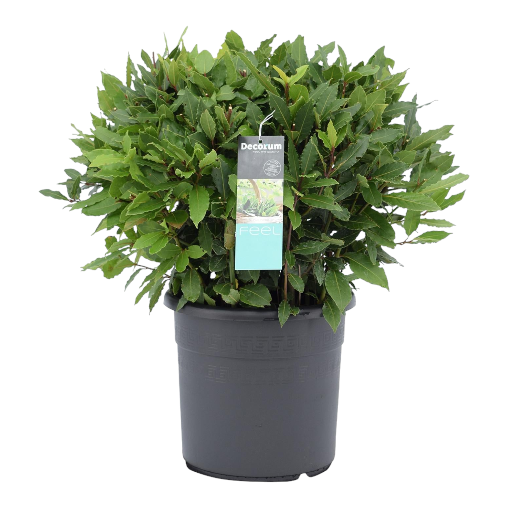 Laurus nobilis