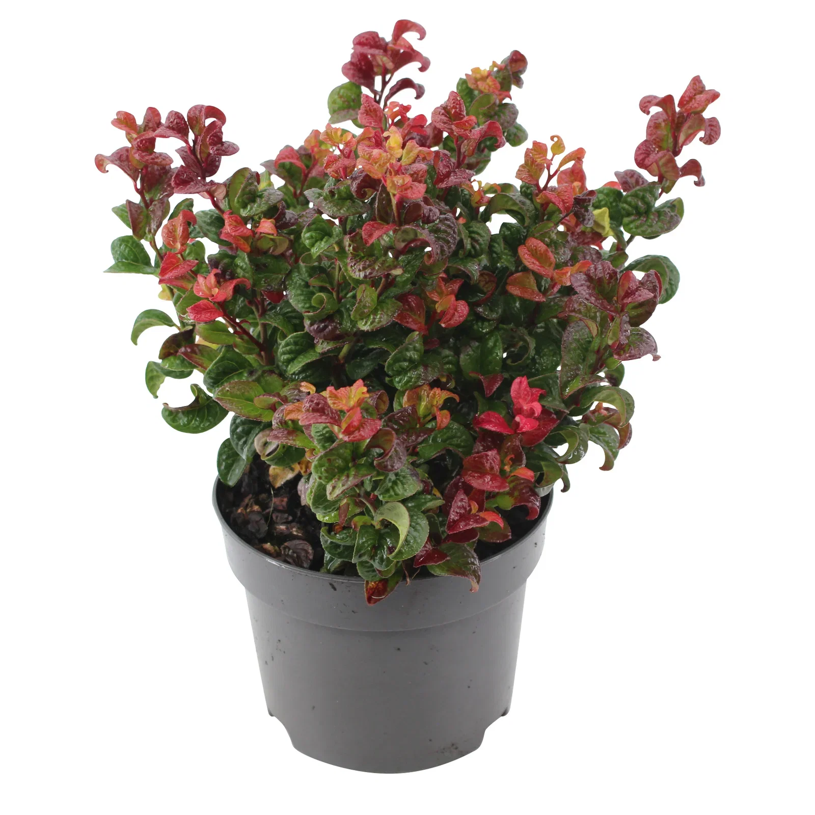 Leucothoe axillaris 'Curly Red' Leucothoe axillaris 'Curly Red' Ø17 cm