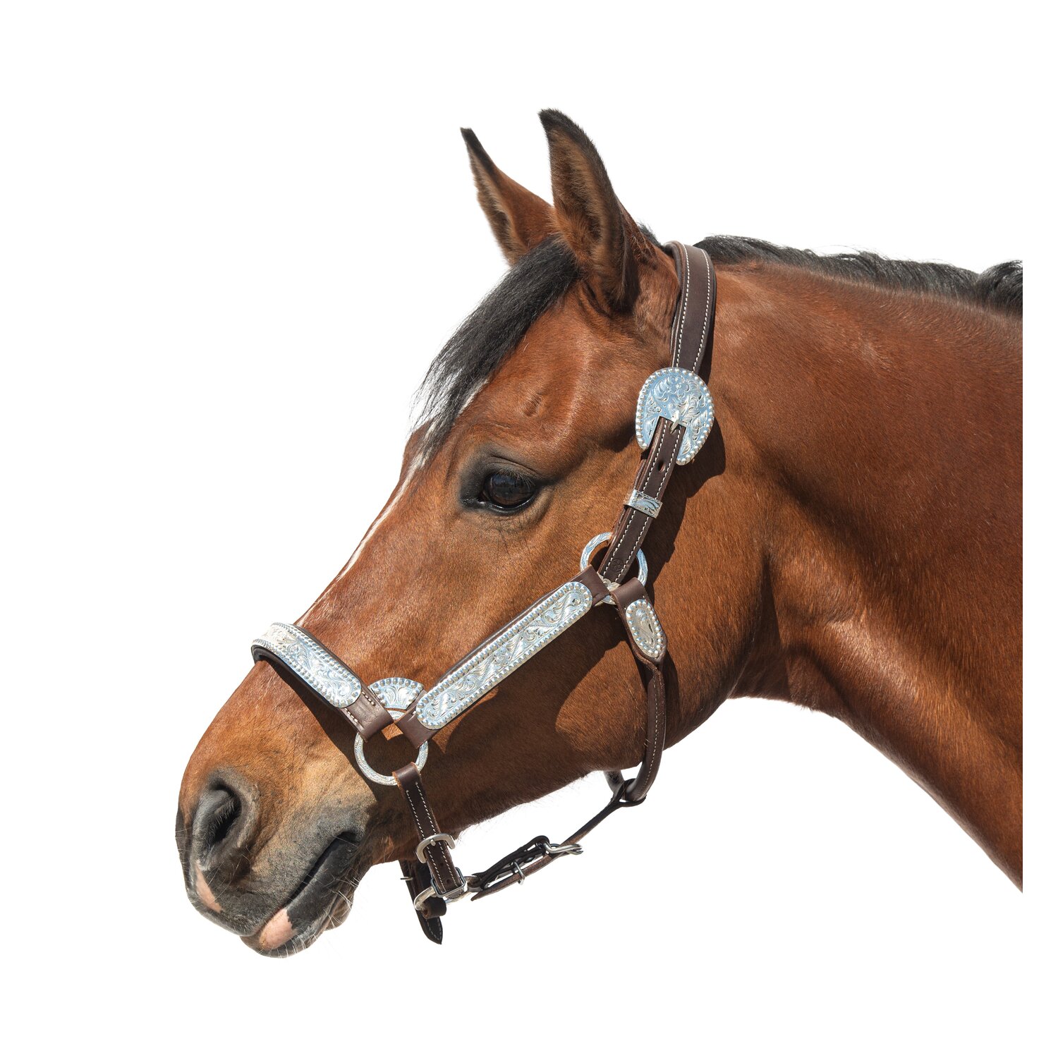 Passion 4Q Showhalfter mit Polsterung  - chocolate - Cob