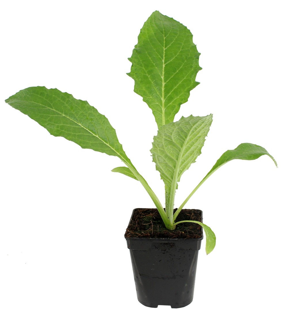 Plant de artichaut camus de bretagne pot de 1l