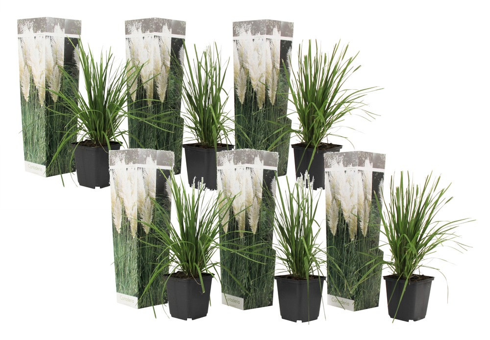Herbe de la pampa selloana - set de 6 - la pampa - blanc - pot 9cm - hauteur 25-40cm