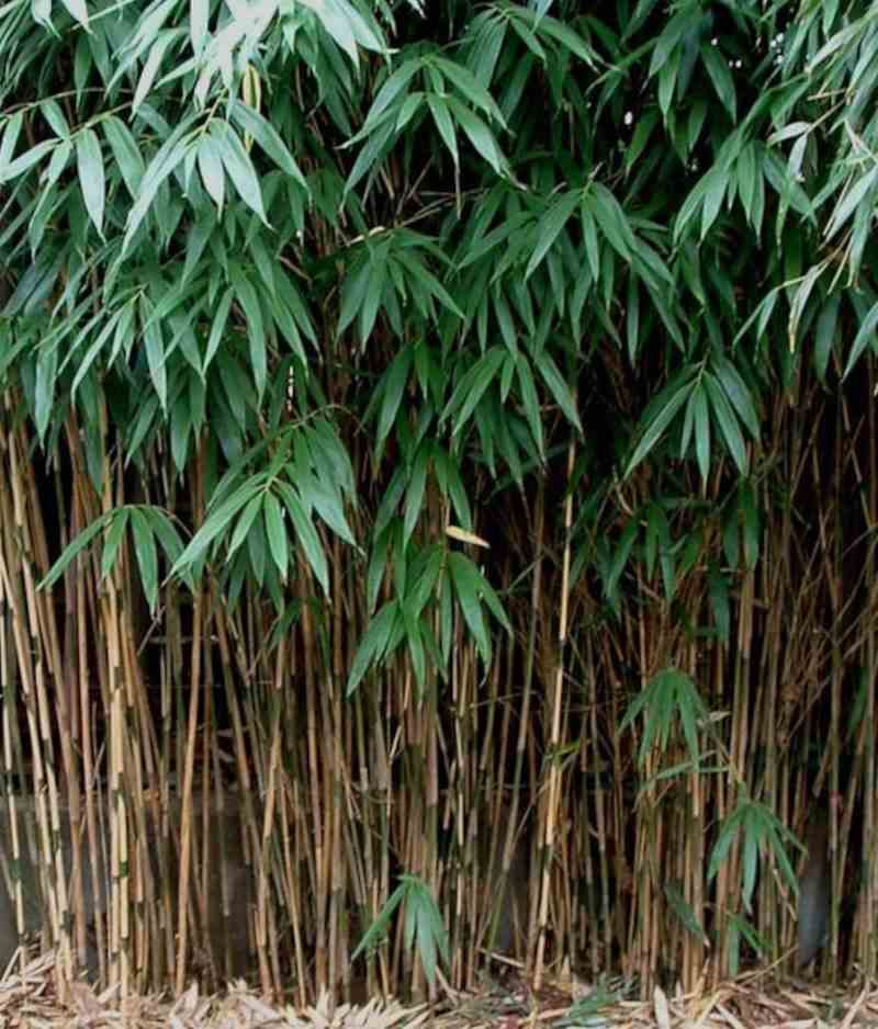 Pseudosasa japonica taille pot de 5 litres ? 80/100 cm